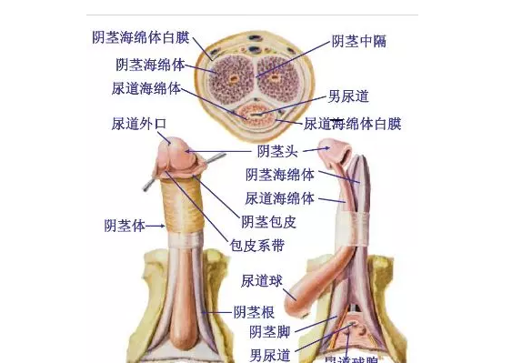 QQ图片20200409105955.png