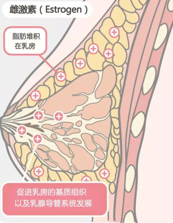 女性乳房的结构解剖图